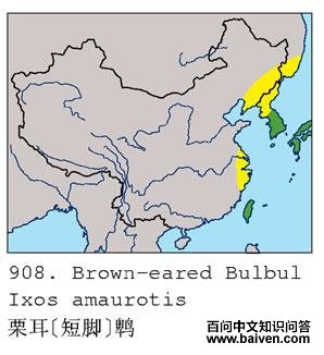 栗耳短脚鹎