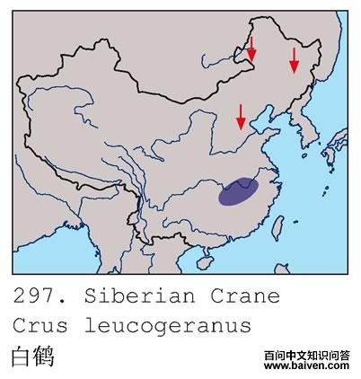 白鹤 白鹤