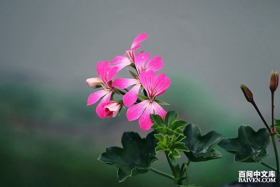 百问爆笑经典笑话大全