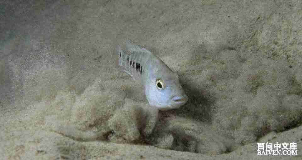 百问爆笑经典笑话大全