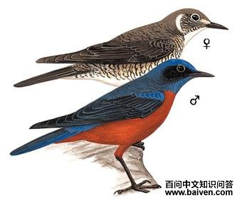 栗腹矶鸫:形态特征图 栗腹矶鸫:形态特征图