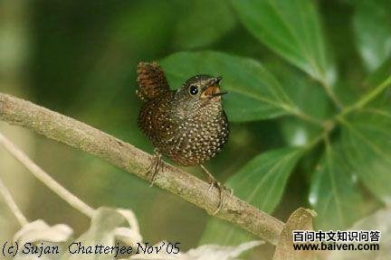 丽星鹩鹛 丽星鹩鹛