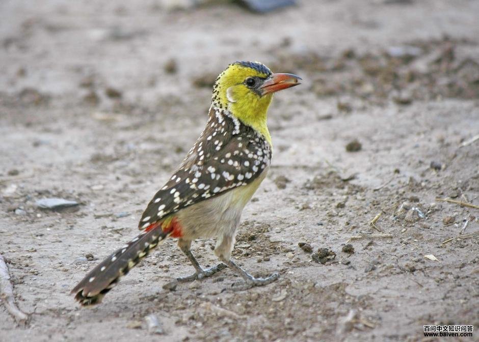 Yellow-breasted Barbet (Trachyphonus margaritatus)