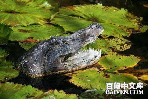 百问爆笑经典笑话大全